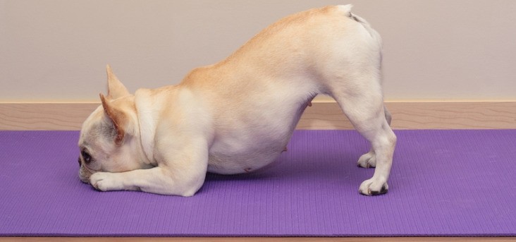 downward facing dog